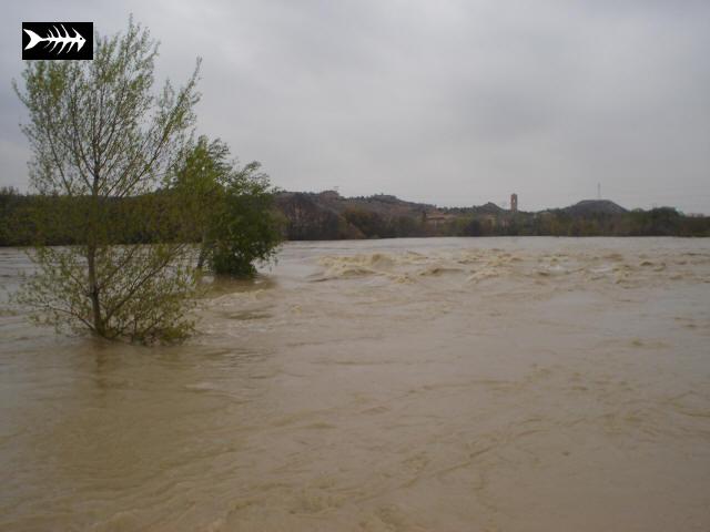 Ebre en crue 028.jpg